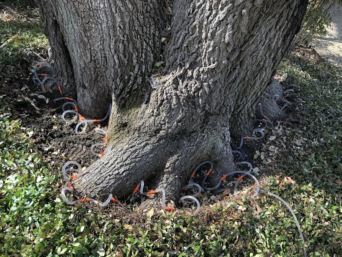 Detailed Tree Cabling and Bracing job site in Milroy
