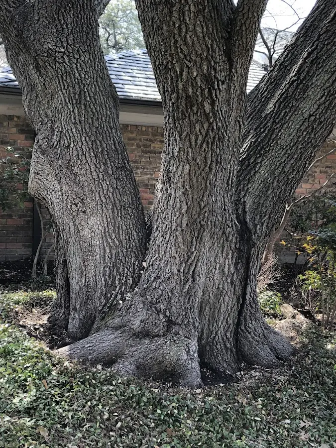 Mature heritage tree close to a Milroy property cared for by certified arborists